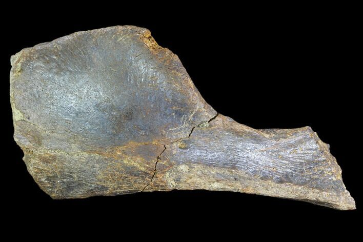 Theropod Scapula (Shoulder Bone) - Montana #103739